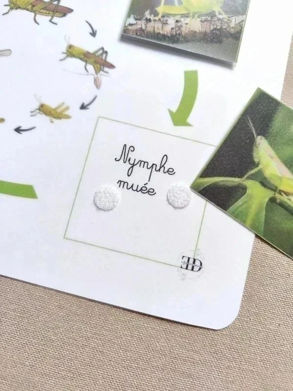 Kit cycle de vie de la sauterelle – photo 3